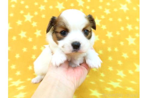 成約済の千葉県のパピヨン-370443の7枚目