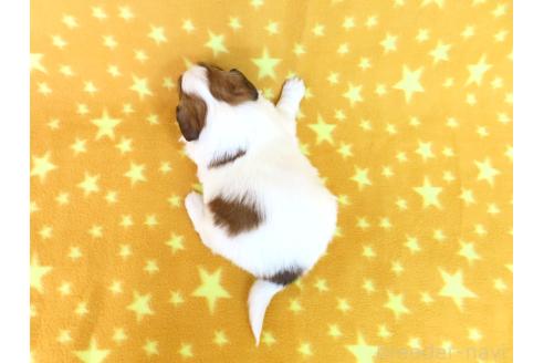 成約済の千葉県のパピヨン-370445の16枚目