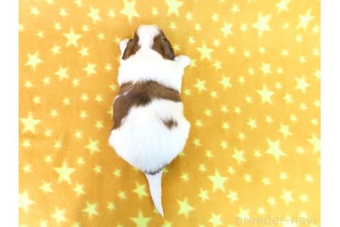 成約済の千葉県のパピヨン-370447の20枚目