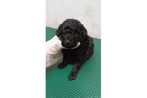 成約済の栃木県のトイプードル-372364の2枚目