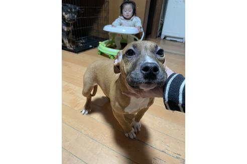 成約済の佐賀県のアメリカンピットブルテリア-354350の12枚目
