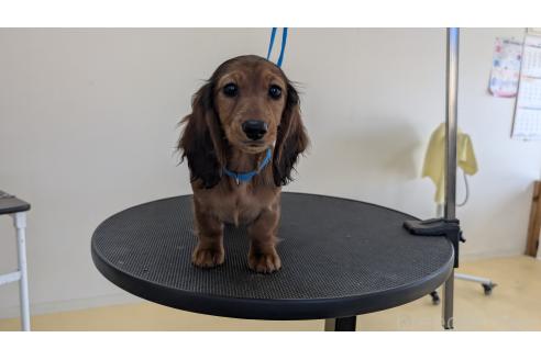 成約済の福岡県のミニチュアダックスフンド(ロングヘアード)-366418の2枚目