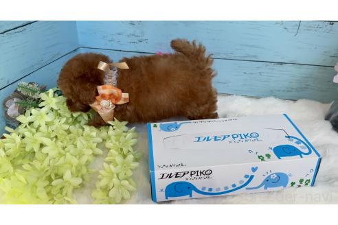 成約済の埼玉県のタイニープードル-372389の30枚目