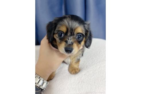 成約済の愛知県のチワックス:チワワ×ミニチュアダックスフンド-372425の1枚目