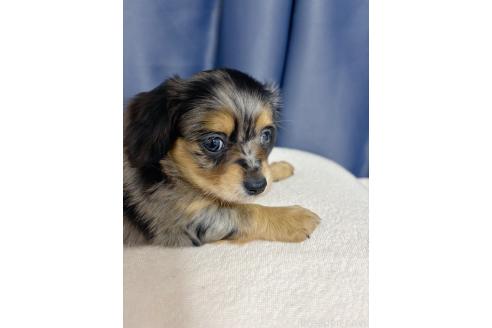 成約済の愛知県のチワックス:チワワ×ミニチュアダックスフンド-372425の4枚目