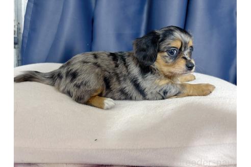 成約済の愛知県のチワックス:チワワ×ミニチュアダックスフンド-372425の3枚目