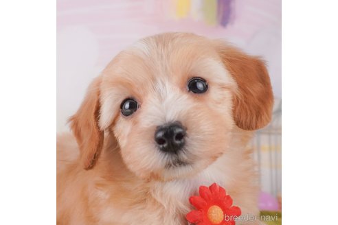 成約済の東京都のミックス犬-373156の1枚目