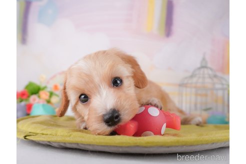 成約済の東京都のミックス犬-373156の6枚目