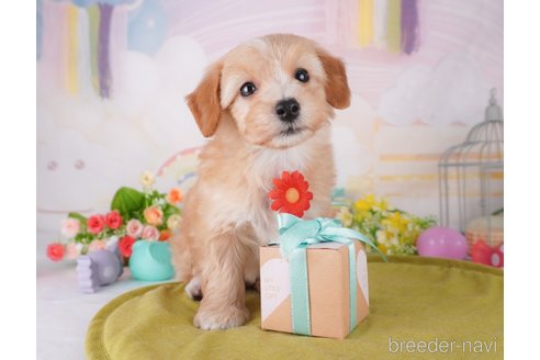 成約済の東京都のミックス犬-373156の4枚目