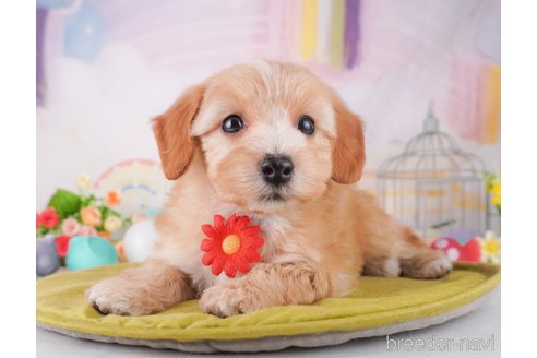 成約済の東京都のミックス犬-373156の3枚目
