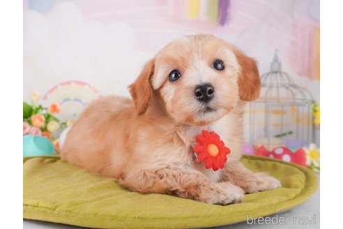 成約済の東京都のミックス犬-373156の5枚目