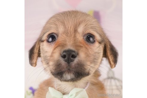 成約済の東京都のミックス犬-373152の1枚目