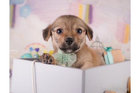 成約済の東京都のミックス犬-373152の4枚目