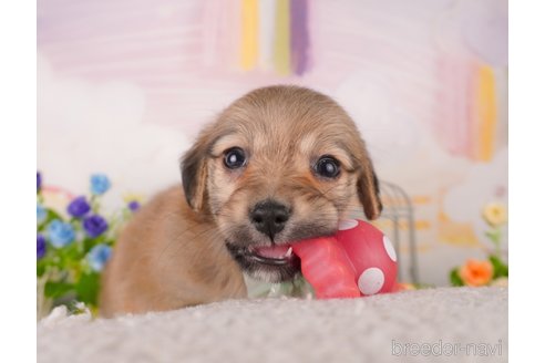 成約済の東京都のミックス犬-373152の3枚目