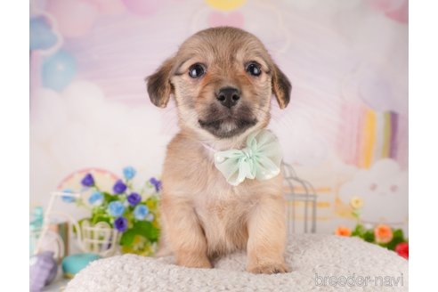 成約済の東京都のミックス犬-373152の5枚目
