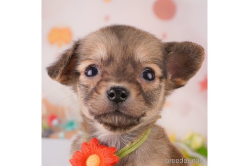 成約済ののミックス犬-373149