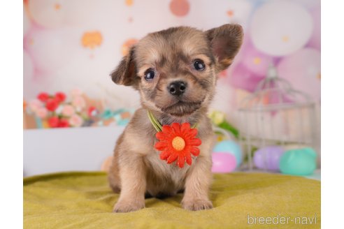 成約済の東京都のミックス犬-373149の4枚目