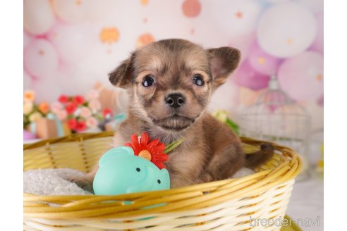 成約済の東京都のミックス犬-373149の5枚目