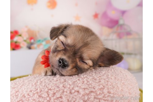 成約済の東京都のミックス犬-373149の6枚目