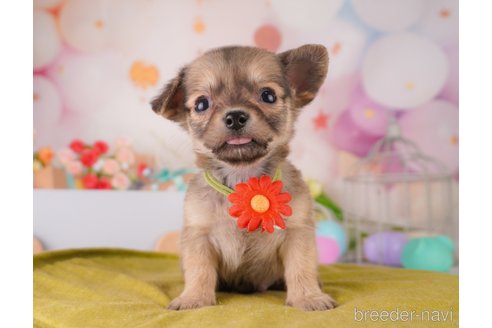 成約済の東京都のミックス犬-373149の7枚目