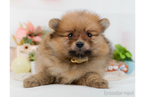 成約済の神奈川県のポメラニアン-372629の13枚目