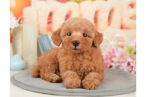 成約済の千葉県のトイプードル-372373の6枚目