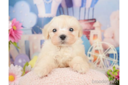 成約済の千葉県のマルプー:マルチーズ×トイプードル-372352の4枚目