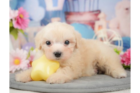 成約済の千葉県のマルプー:マルチーズ×トイプードル-372352の5枚目
