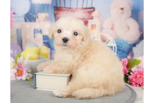 成約済の千葉県のマルプー:マルチーズ×トイプードル-372352の9枚目