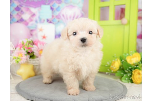 成約済の千葉県のマルプー:マルチーズ×トイプードル-372350の6枚目