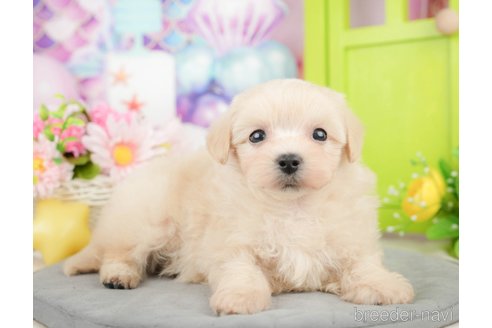 成約済の千葉県のマルプー:マルチーズ×トイプードル-372350の3枚目