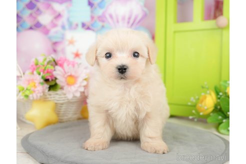 成約済の千葉県のマルプー:マルチーズ×トイプードル-372350の5枚目