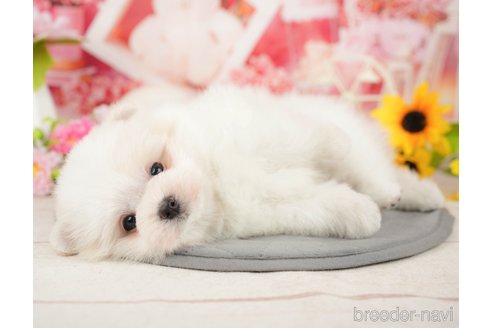 成約済の千葉県のポメマル:ポメラニアン×マルチーズ-372348の8枚目