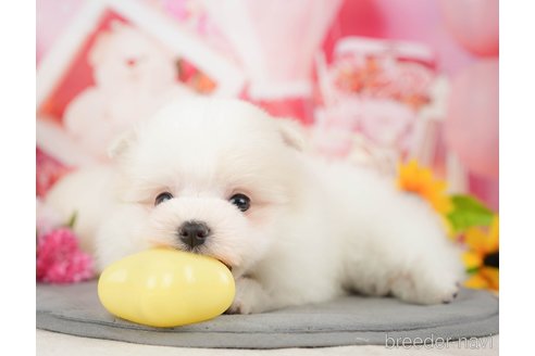 成約済の千葉県のポメマル:ポメラニアン×マルチーズ-372348の6枚目