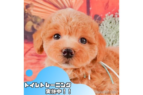 成約済ののマルプー:マルチーズ×トイプードル-372459