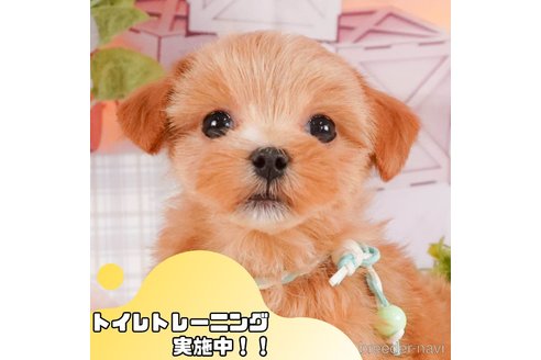 成約済の静岡県のマルプー:マルチーズ×トイプードル-372462の1枚目