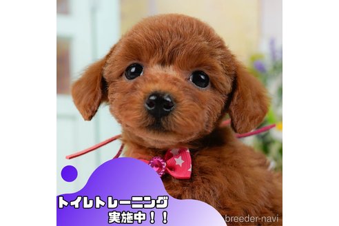成約済ののトイプードル-372474