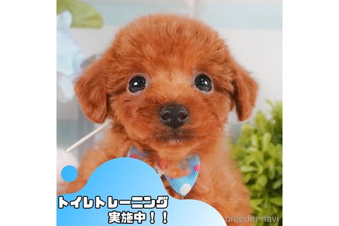 成約済ののトイプードル-372479