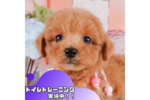 成約済の静岡県のトイプードル-372496の1枚目