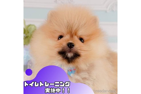 成約済の静岡県のポメラニアン-372513の1枚目