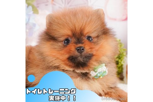 成約済の静岡県のポメラニアン-372517の1枚目