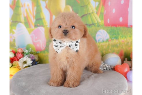 成約済の群馬県のミックス犬-372507の4枚目