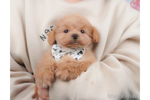 成約済の群馬県のミックス犬-372507の7枚目