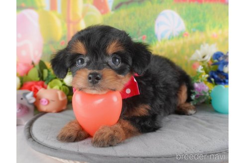 成約済の群馬県のミックス犬-372499の4枚目