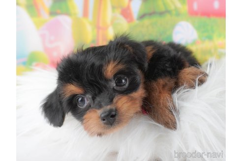 成約済の群馬県のミックス犬-372499の6枚目