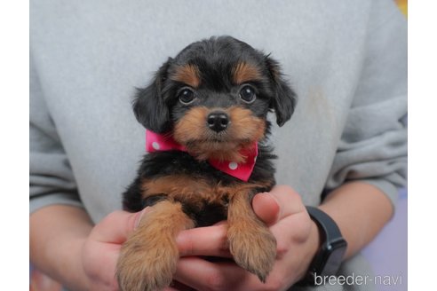 成約済の群馬県のミックス犬-372499の7枚目