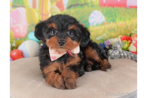 成約済の群馬県のミックス犬-372498の4枚目