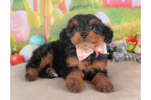 成約済の群馬県のミックス犬-372498の6枚目
