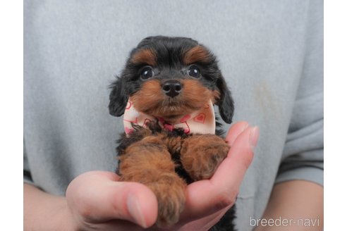 成約済の群馬県のミックス犬-372498の7枚目