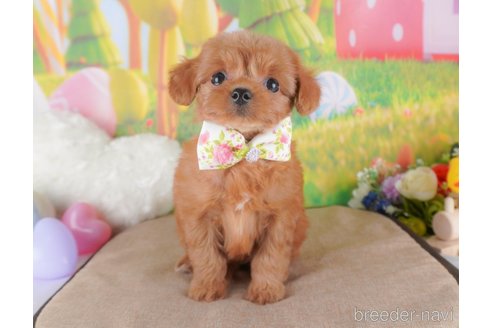 成約済の群馬県のミックス犬-372497の5枚目